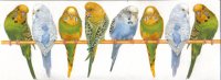 http://www.4animale.ro/forum/img/sign/4759.jpg