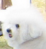 bichon_puffy