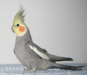 silviuof