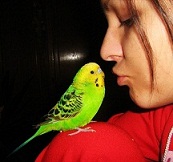 andralolly