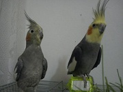aleku