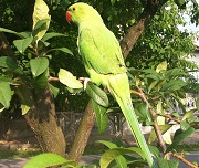 irisul