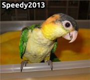 Speedy2013