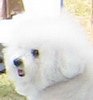 bichon_puffy