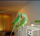ionutfinch