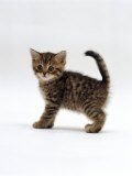 emma_cat_lover