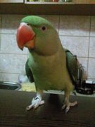 tarnita2002