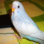 kammellia