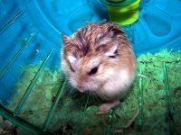 Hamster