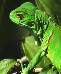 Ce trebuie sa stim inainte sa achizitionam o iguana verde