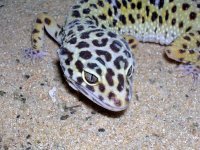 Ce trebuie sa stim inainte sa achizitionam o soparla gecko leopard