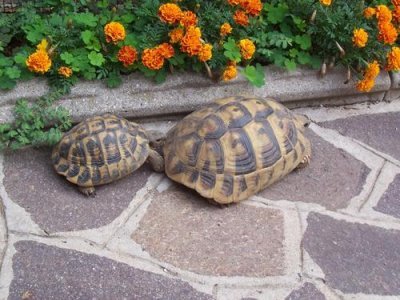 Testudo hermanni