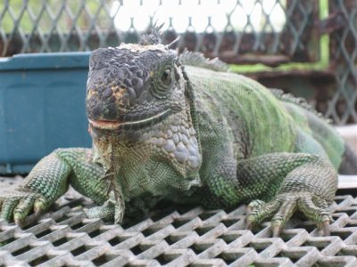 Ce trebuie sa stim inainte sa achizitionam o iguana verde