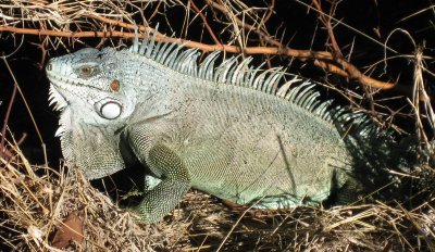 Ghid rapid de ingrijire a iguanelor verzi