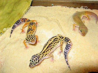 Ce trebuie sa stim inainte sa achizitionam o soparla gecko leopard
