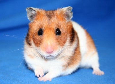 Hamster