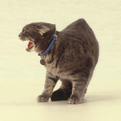 Pisica sigura pe sine