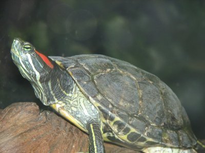 Trachemys scripta elegans