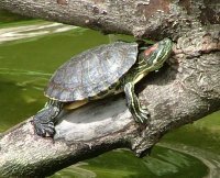 Trachemys scripta elegans