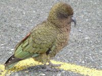 Papagalul Kea