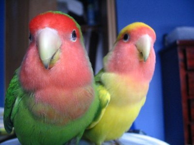Rosella. Poly