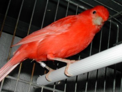 Rosella. Poly
