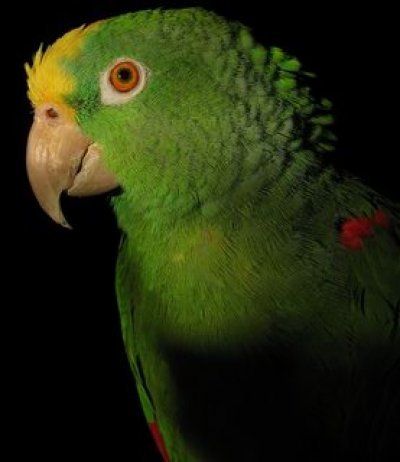 Rosella. Poly