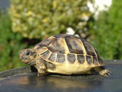 Testudo graeca