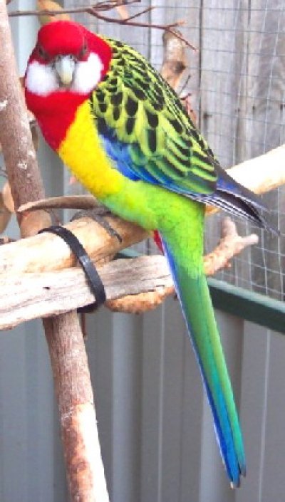 Papagali Rosella