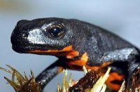 Salamandra chinezeasca cu burta de foc