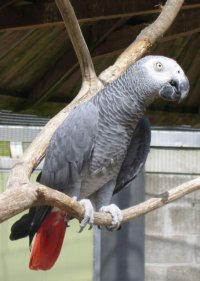 Psittacus erithacus Congo