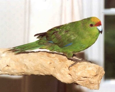 Papagalul Kakariki