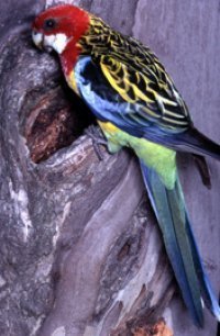 Papagalul Rosella