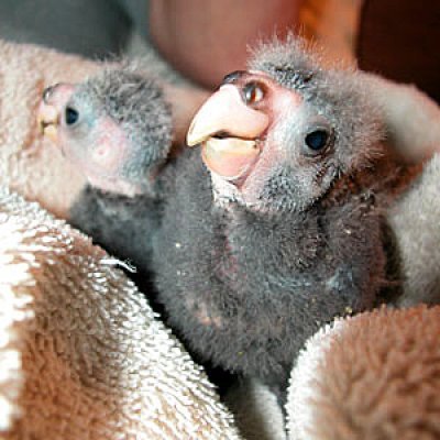Pui de Kakariki