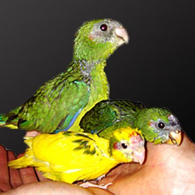 Pui de Kakariki