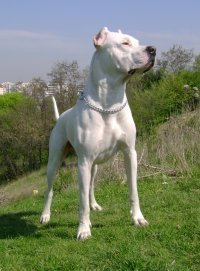 Dogo Argentino