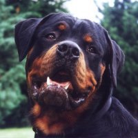 Rottweiler