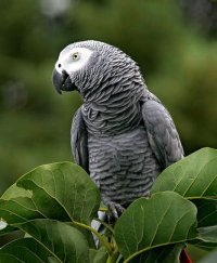 Psittacus erithacus Congo