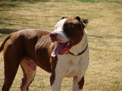 American Pit Bull Terrier