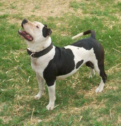 American Pit Bull Terrier