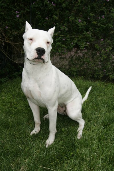 Dogo Argentino