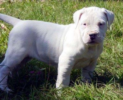 Dogo Argentino