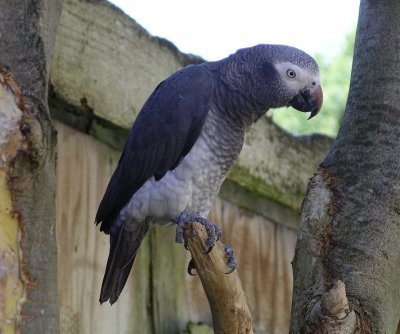 Psittacus erithacus Congo