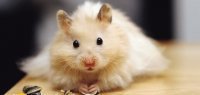 Hamster sirian