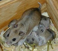 Hamsteri pitici