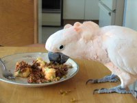 Cacatua moluccensis