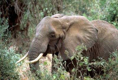 Elefant african