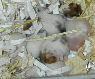 Hamster sirian cu pui.