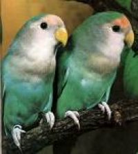 Papagali amorezi