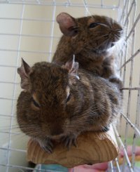 Veverite Degu